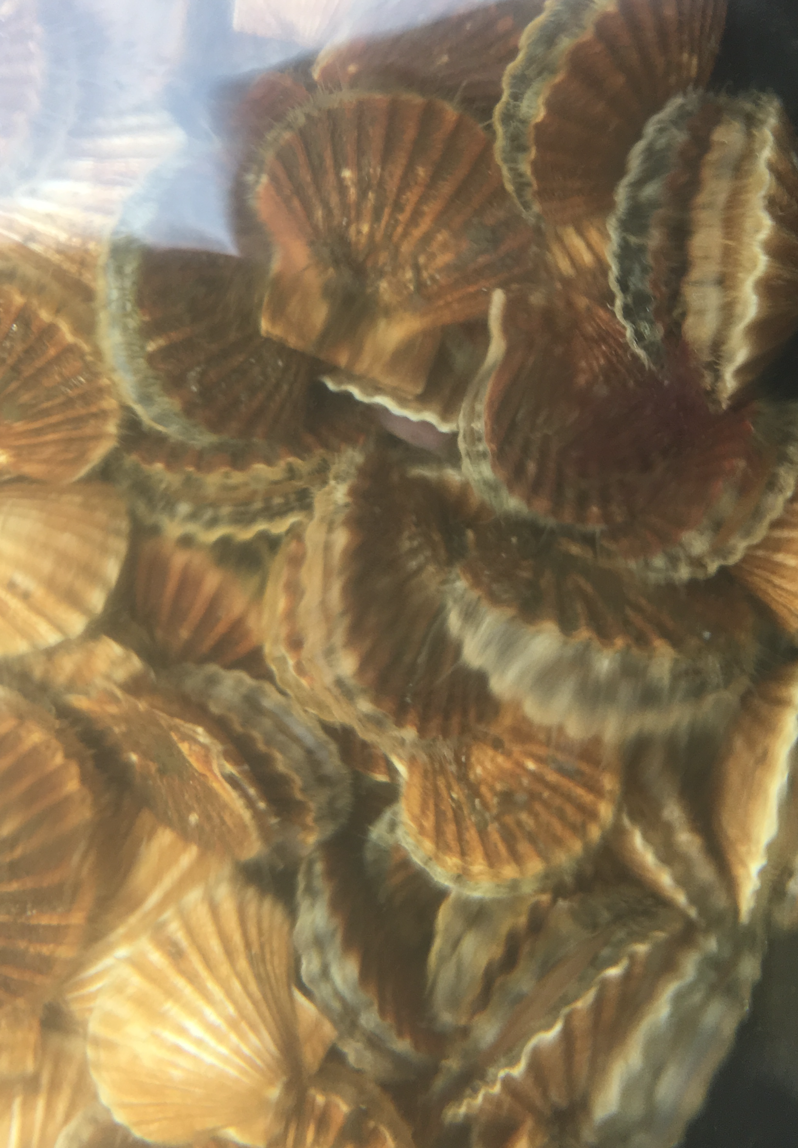 Live Scallops in Water