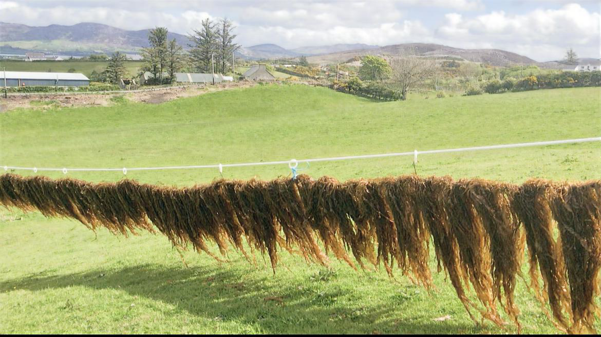 Seaweed Drying in Field