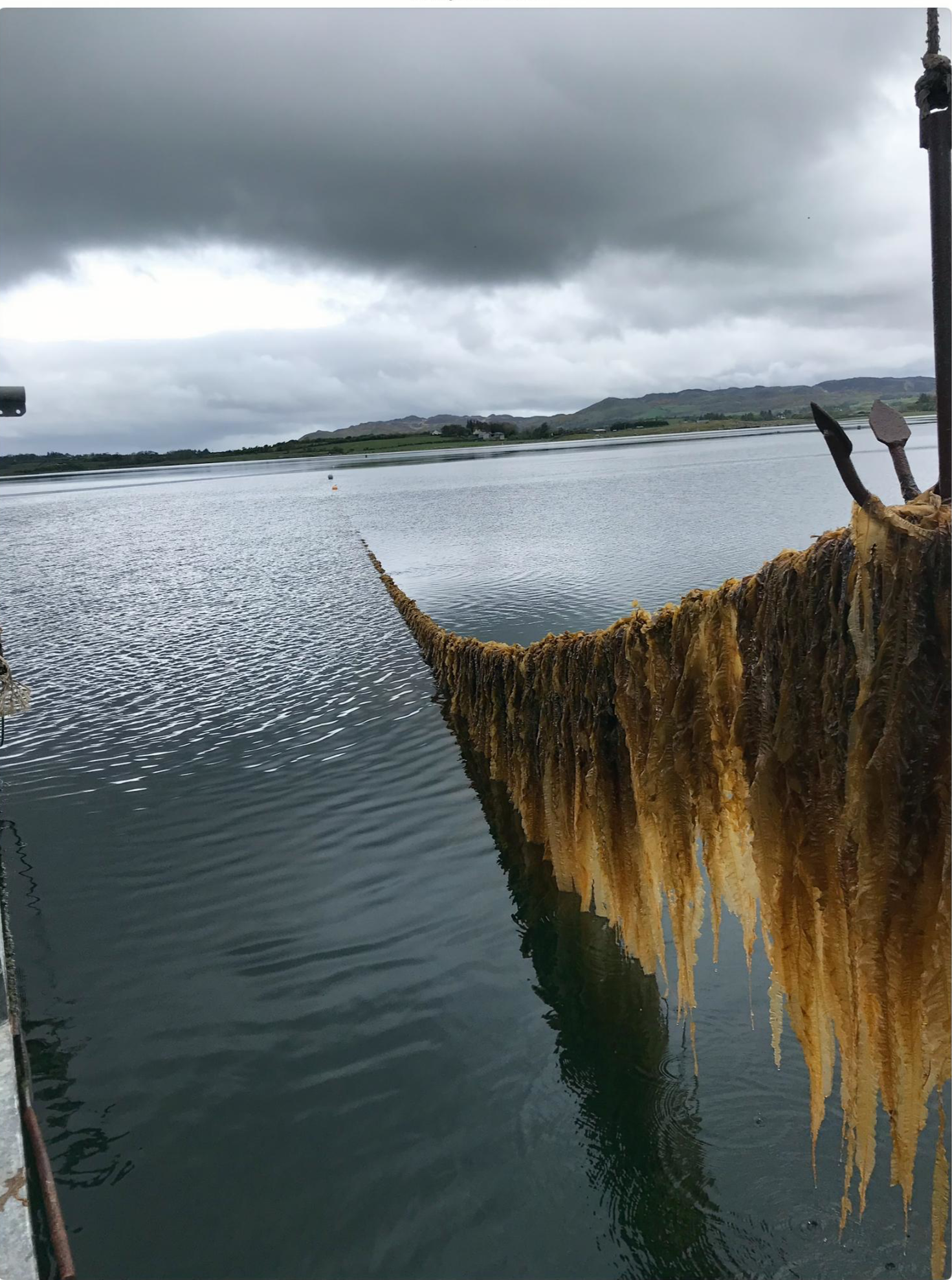 Seaweed Farming Rope